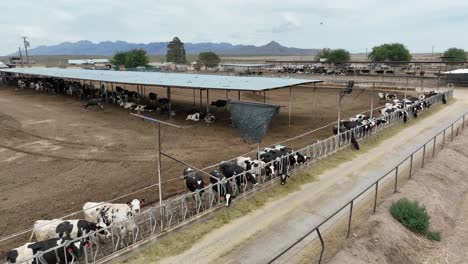 Ganado-Comiendo-Fuera-Del-Comedero-En-Feedlot-En-EE.UU.