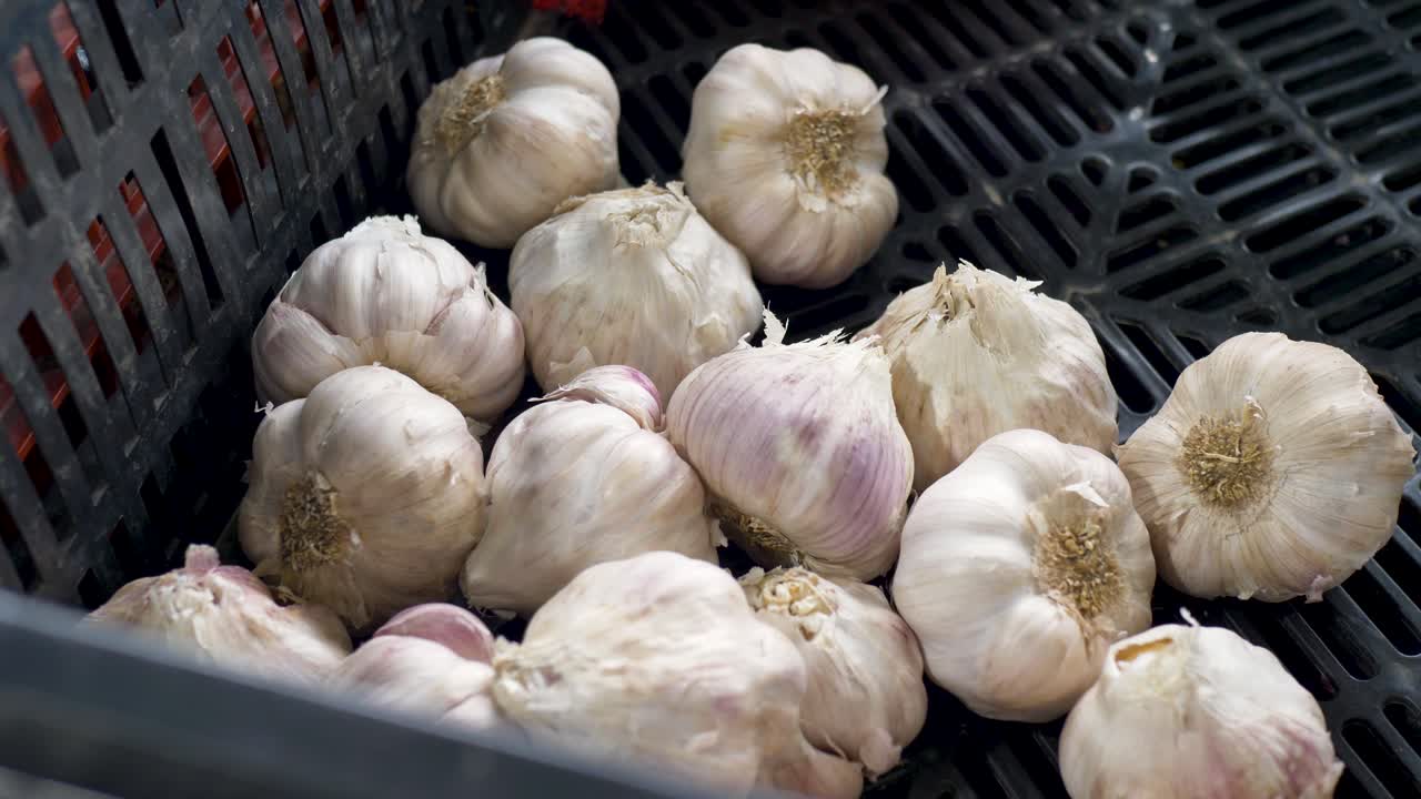 Slow motion close up of a group of fresh organic garlic cloves in a basket at a local farmers market food and produce harvest stall in Sydney NSW Australia highlighting agriculture herbs and spices