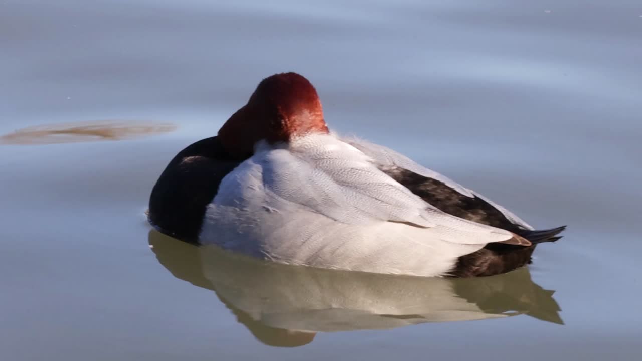 un pato flota tranquilamente en la superficie de un lago sereno.