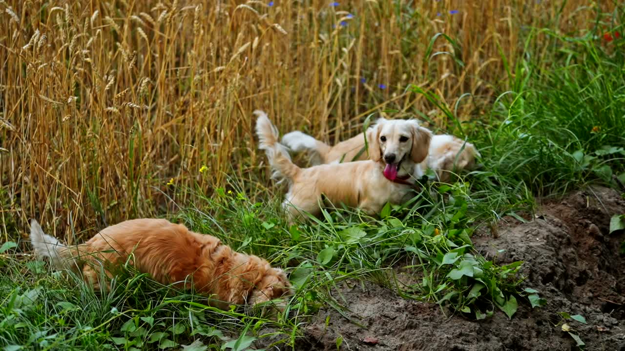 Adorable pets play in nature. Funny dogs digging the ground on field. Happy dachshunds in green grass.