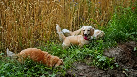 adorable pets play in nature. funny dogs digging the ground on field. happy dachshunds in green grass.