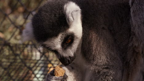 lemur in enclouser chews on biscuit - close up on face