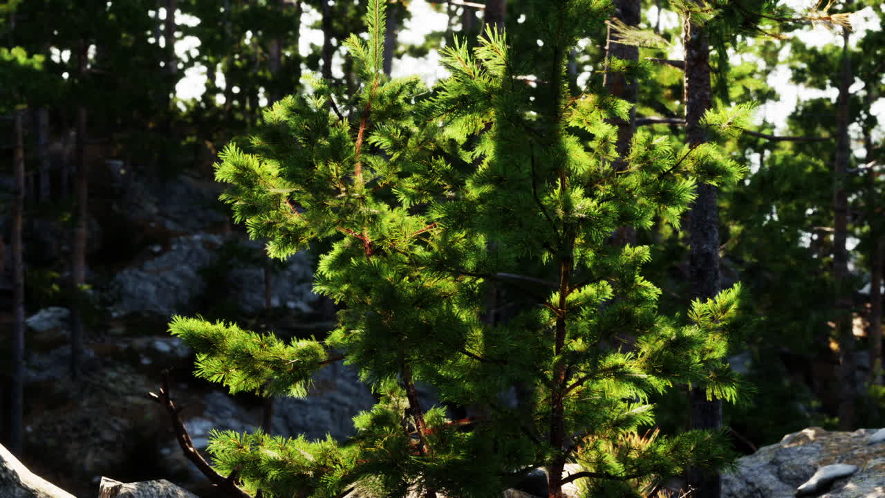 Dense green pine tree basking in sunlight among rocky terrain