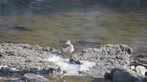 Flussuferläufer-Auf-Einem-Teich-In-Einem-Frühen-Winter