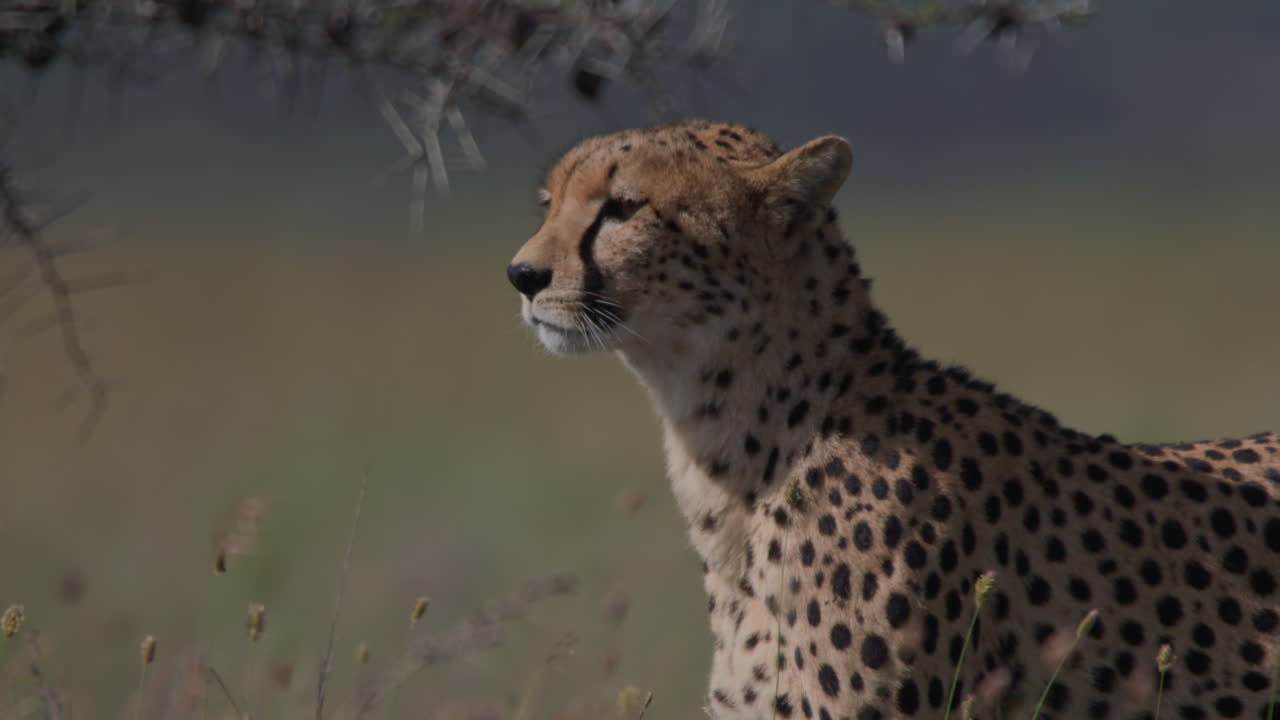 Profile of a Cheetah Standing Alert in the Savanna