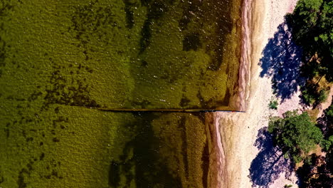aerial view of beach with trees and shallow sea water at baltic sea coast