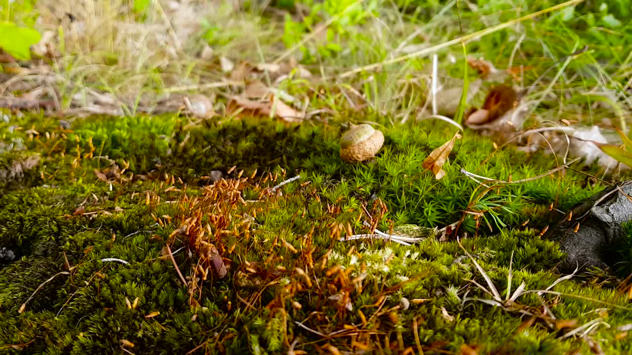 Ghiande che cadono su un tappeto di muschio nel bosco