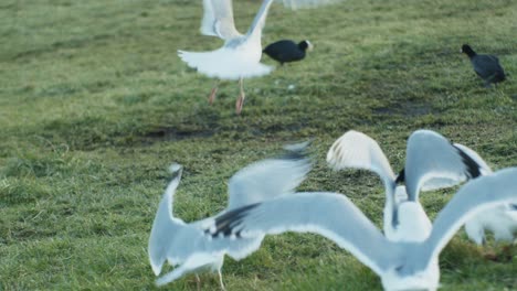 aves gaviotas extendiendo alas y volando mientras cazan vida silvestre vista de la fauna natural
