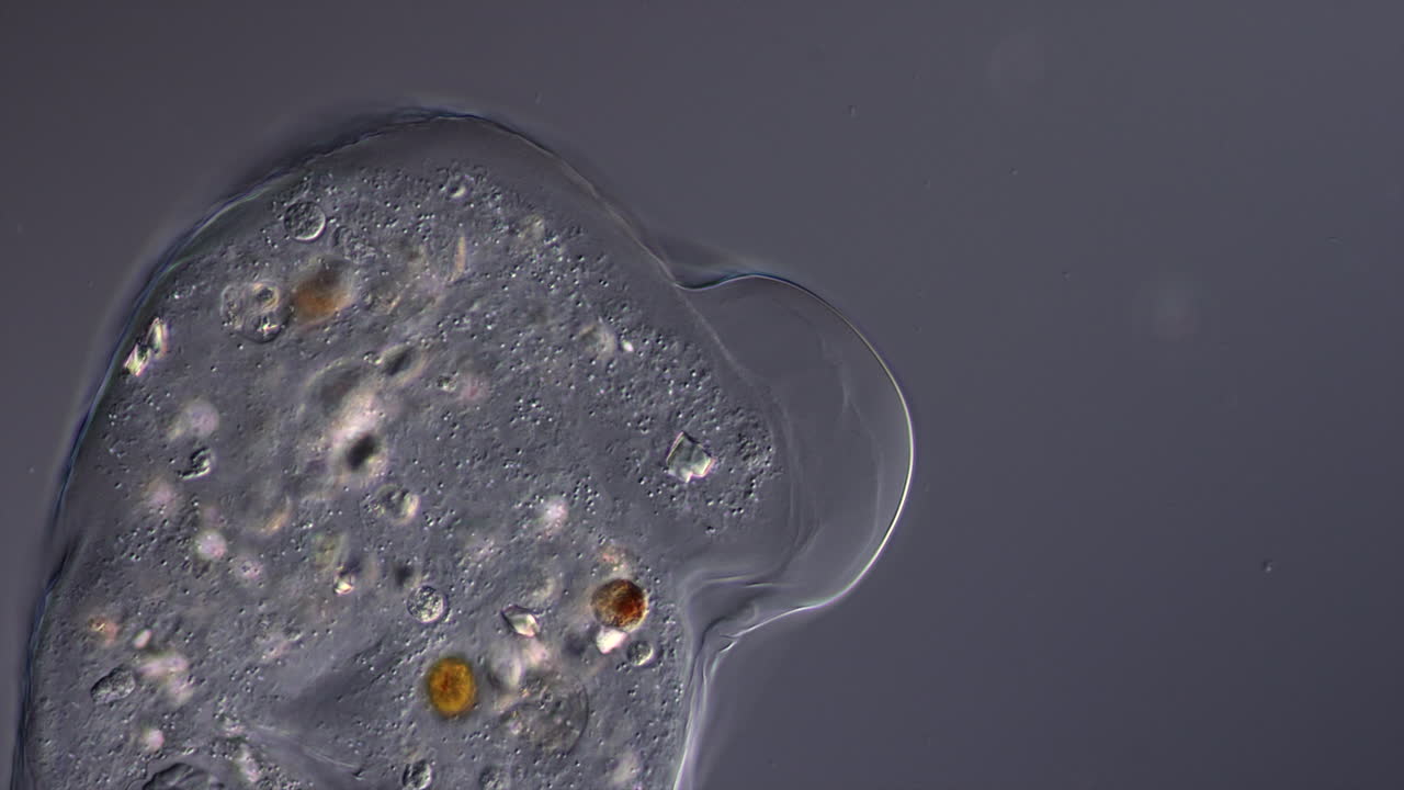 Microscopic view of a single-celled organism (amoeba)
