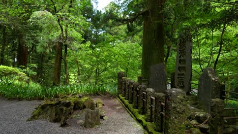 typical scenery inside lush japanese green forest