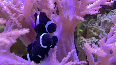 two black clown fish swim around the stalk of an anemone