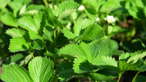 slow-motion shot of a strawberry field in a garden