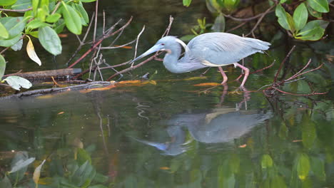 garza tricolor de pie sobre una ramita en el agua, florida, ee.uu.