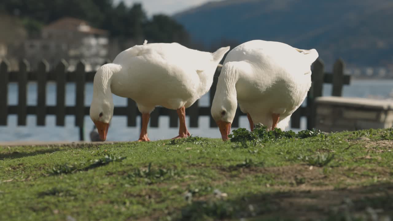 un primer plano de un grupo de patos blancos comiendo hojas de hierba verde, lago azul y hermosas montañas en el fondo, vida silvestre exótica de ensueño, tonos de otoño, lente rf, video 4k, vibraciones europeas