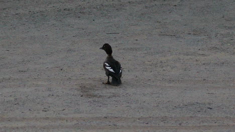 Pájaro-Hembra-Goldeneye-Común-Herido