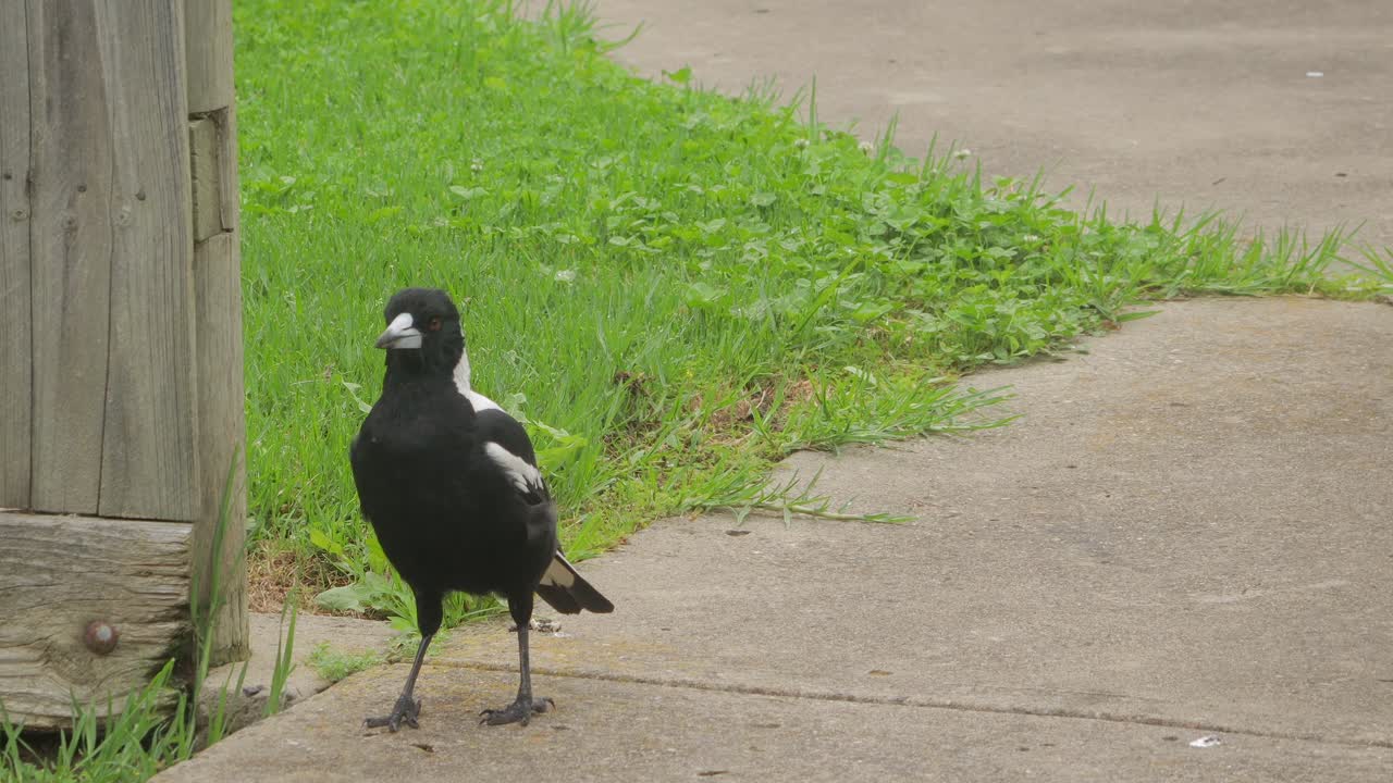 австралийская сора, гуляющая по садовой тропе австралия гиппсленд маффра виктория