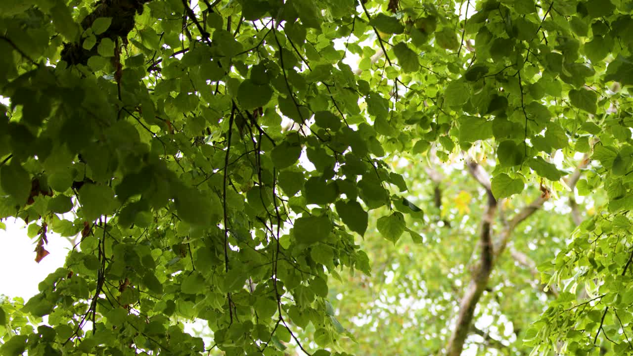 Green Tilia cordata leaves sway gently in daylight, upward view, soft natural lighting, minimal movement