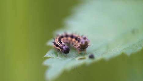 caterpillar sits on leaf