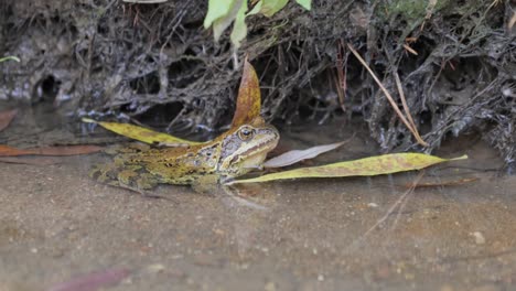 common frog in shallow water. rana temporaria temporaria is a largely terrestrial frog native to europe.