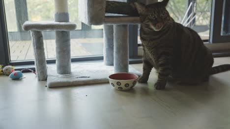 adorable tabby cat eating its food from bowl on the floor - close up