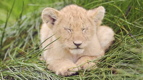 adorable lion cubs in grass