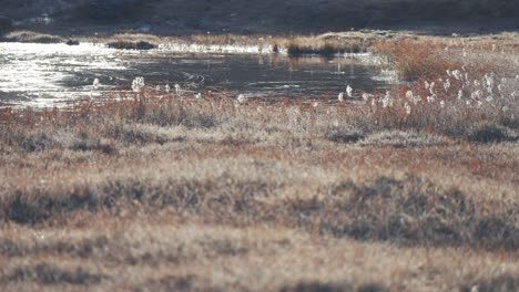 a small pond covered with thin fresh ice