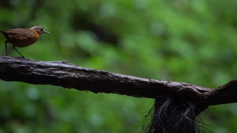 A-Javan-black-capped-babbler-bird-with-brown-feathers-walking-and-jumping-on-the-wooden-branch-while-eating-termites