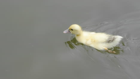 Kleines-Gelbes-Entenküken,-Das-In-Einem-Grünlichen-See-Schwimmt-Und-Nahrung-Pickt,-Gefilmt-In-Hochauflösender-Zeitlupe-4k-120fps