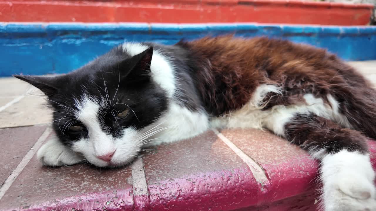 Un gatto sdraiato su una superficie di mattoni