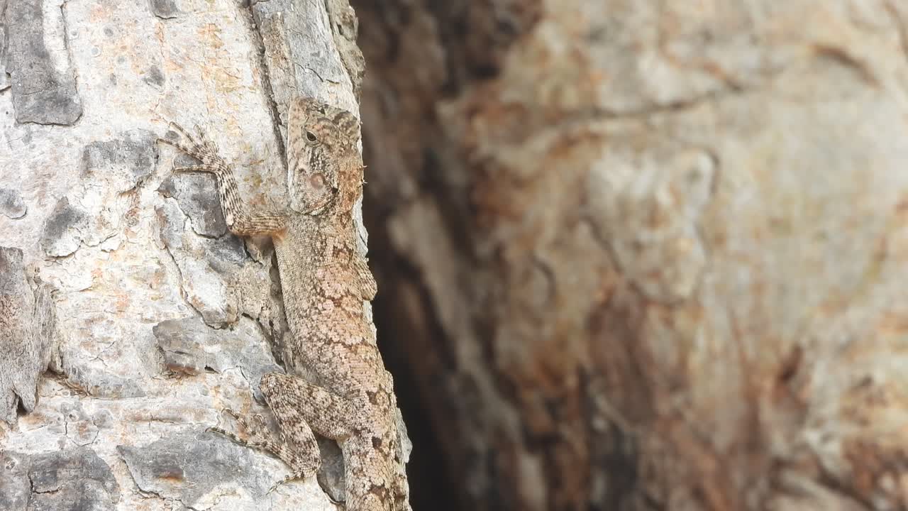 lagarto esperando palanca