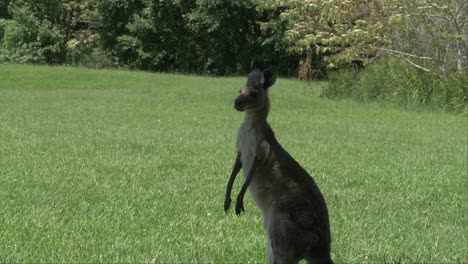 solo eastern grey kangaroos relaxing in lush green field