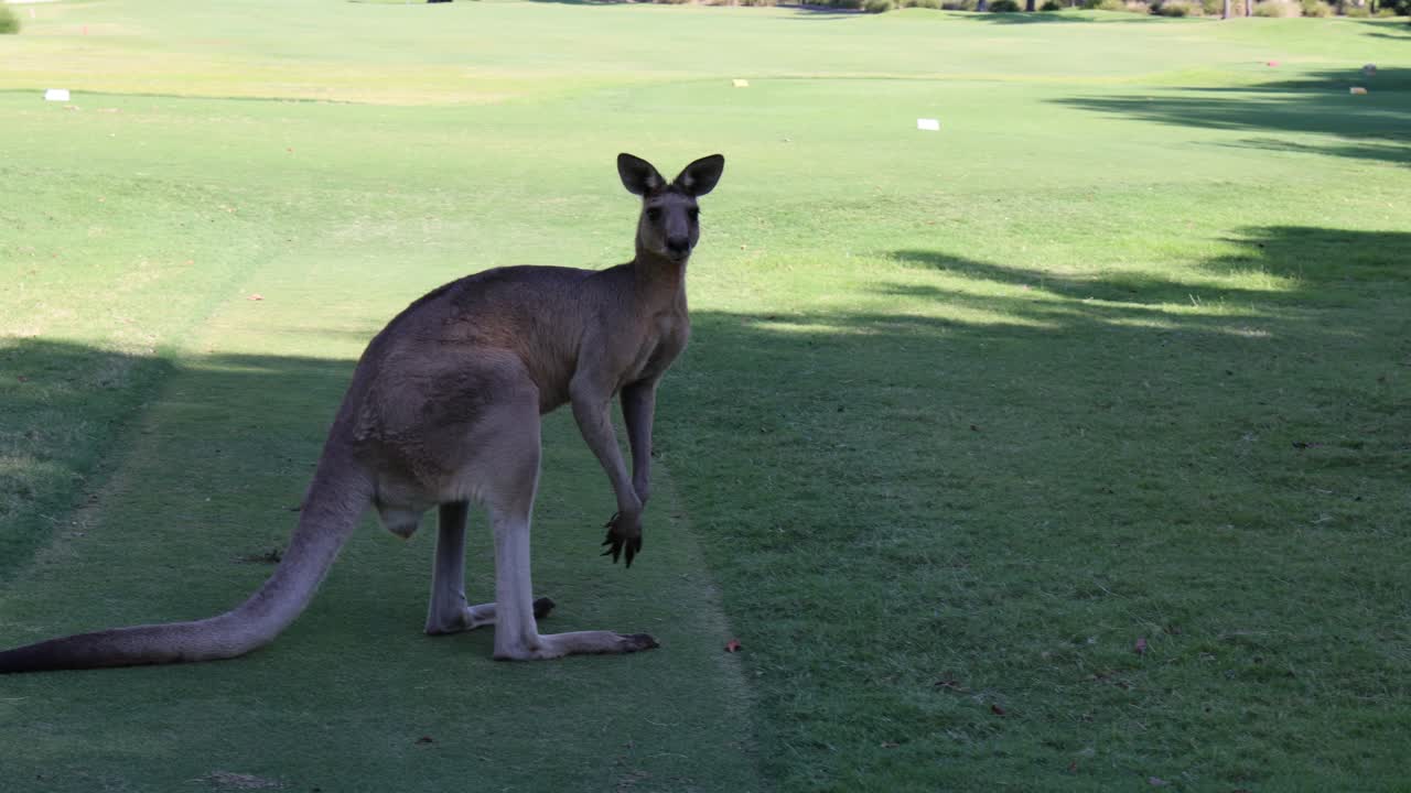 Kangaroo exploring grassy area at Australia Zoo