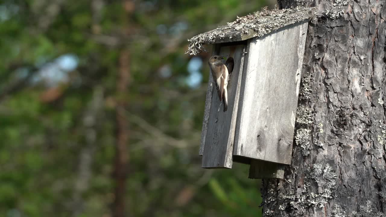 A pair of pied flycatchers diligently carry food to their chicks housed in a man-made nest box