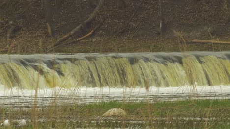 vimba fish in kuldiga, medium shot from the distance