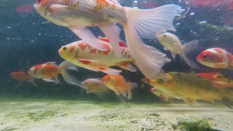Goldfische-Schwimmen-In-Schmutzigen-Aquarien,-Die-Mit-Fischabfällen-Bedeckt-Sind