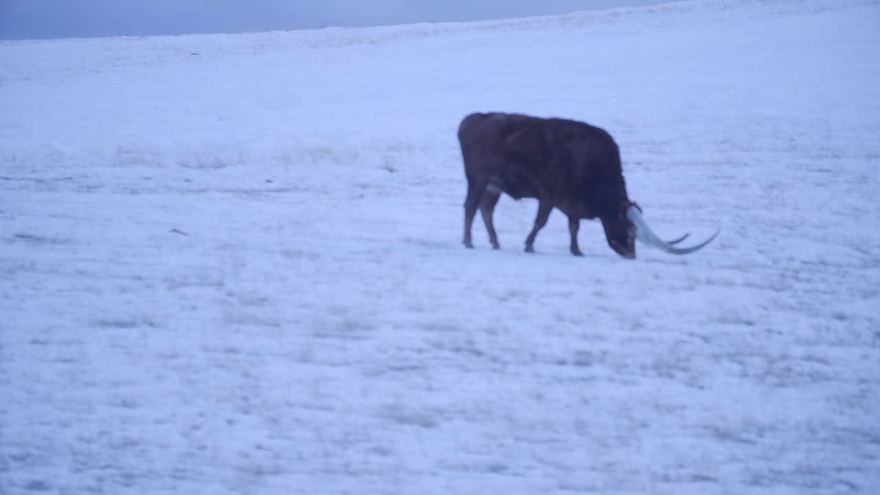 vaca longhorn en campo nevado pastando con rebaño