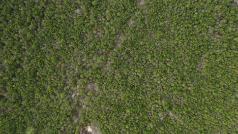 Antena:-Vista-Superior-De-Pinos-Naturales-Silvestres-En-El-Bosque