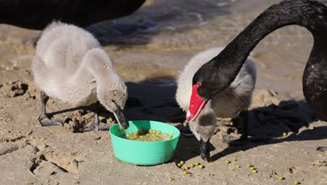 adult swan feeds young cygnets from a green bowl