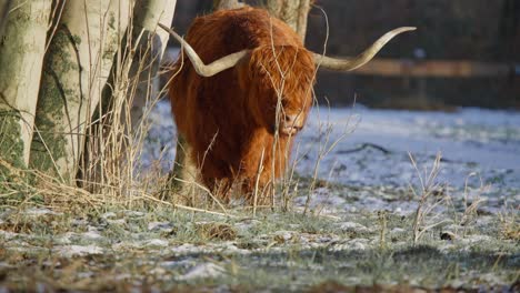 furry brown highland cow with huge horns ruminating in winter forest