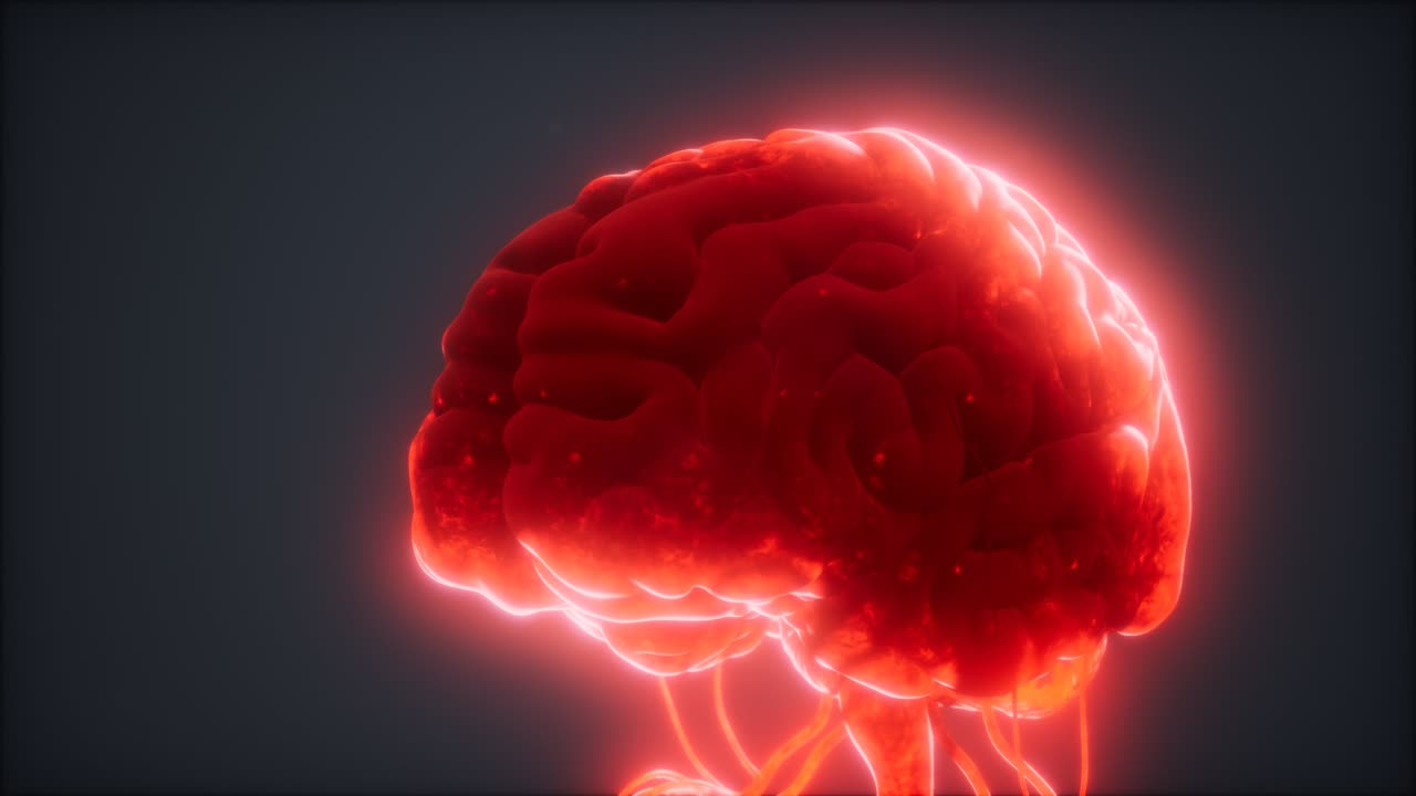 인간 뇌의 애니메이션 모델