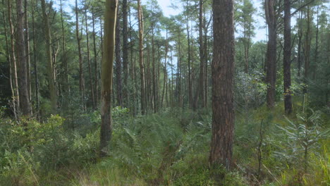 English-pine-woodland-with-gentle-breeze