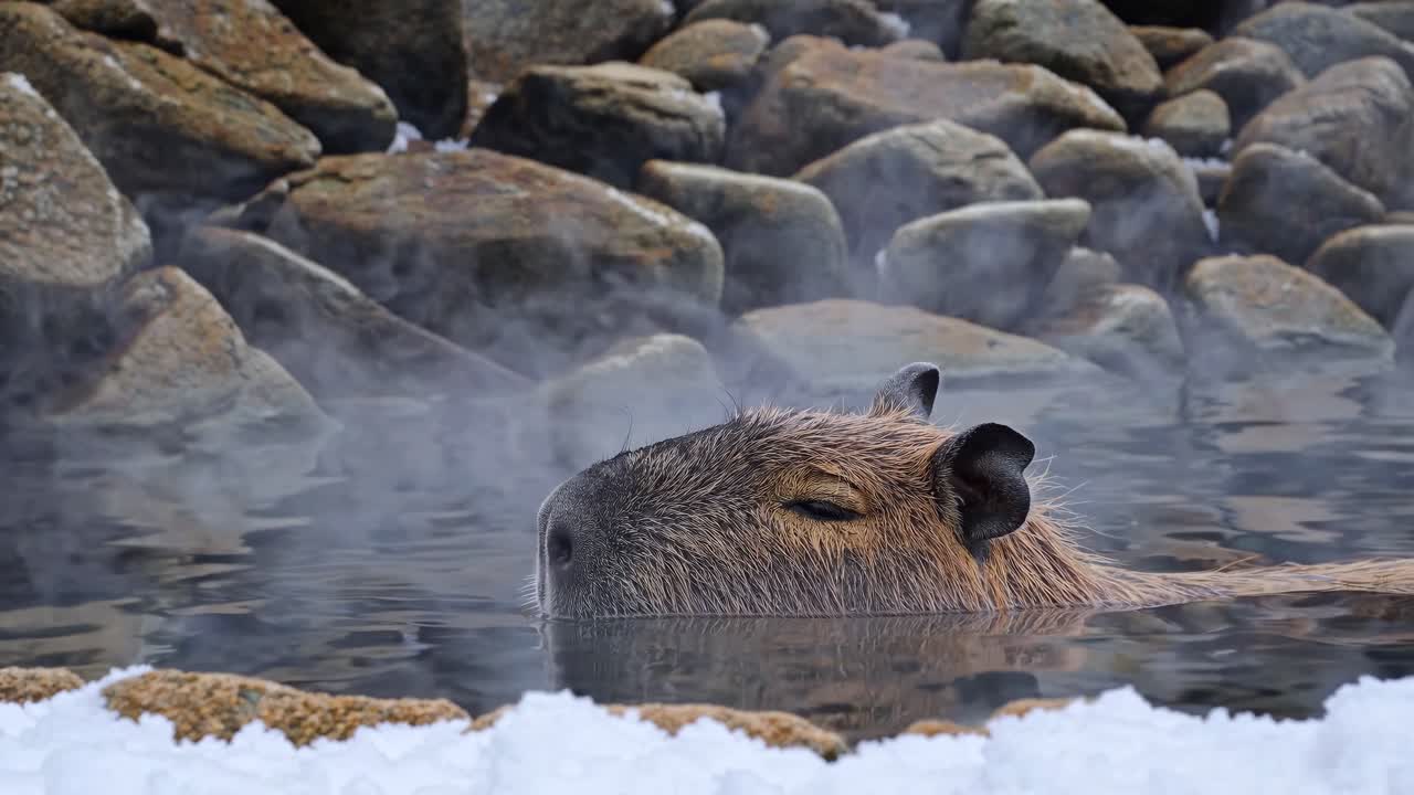 A serene video scene of a capybara soaking in a hot spring, captured at eye level