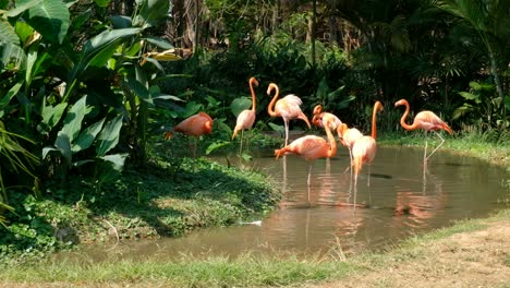 caribbean flamingo (phoenicopterus chilensis.)