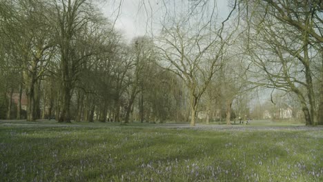 Beautiful-wide-shot-of-city-park-in-Husum,-Germany-during-the-yearly-crocus-event-Krokusblütenfest-near-the-castle-of-Husum