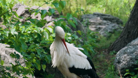 Nahaufnahme-Eines-Westlichen-Weißstorchs,-Der-Seine-Federn-Im-Seoul-Grand-Park-Zoo-In-Gwacheon,-Südkorea-Putzt