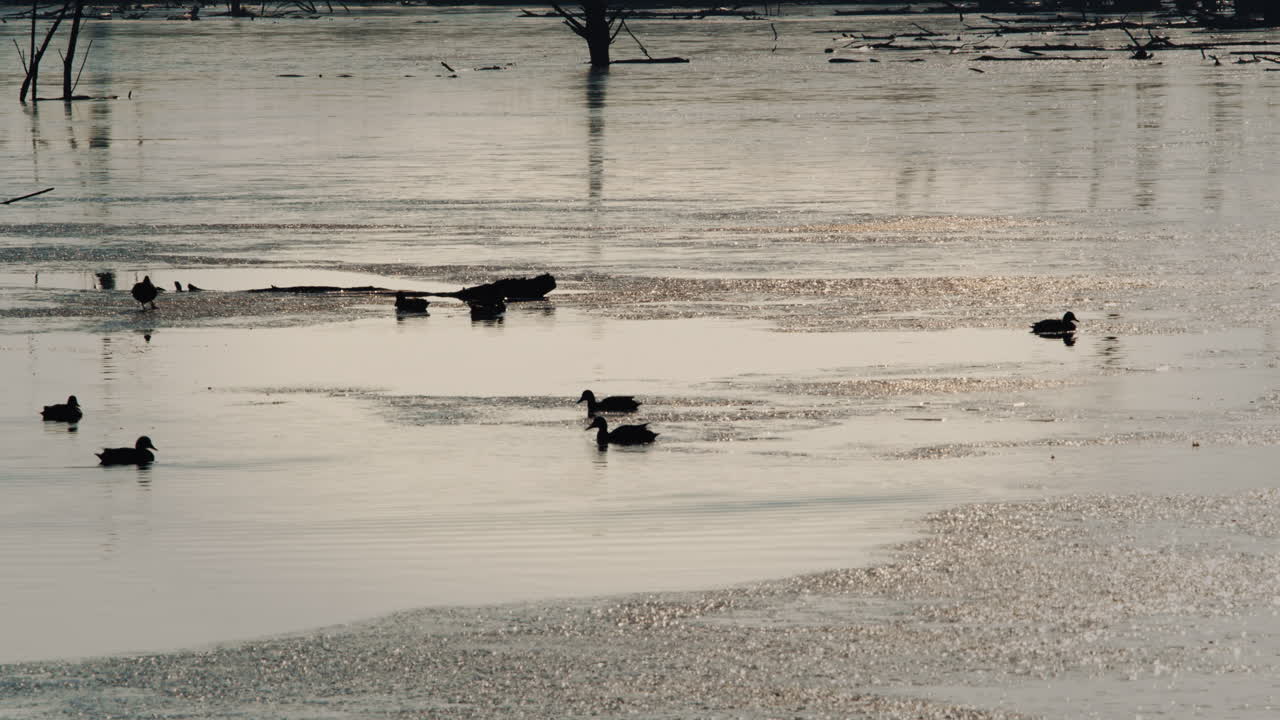 Ducks on a frozen pond in winter. Beautifully lit by a winter sunset. Natural evironment in a nature reserve. High Quality 4k Footage