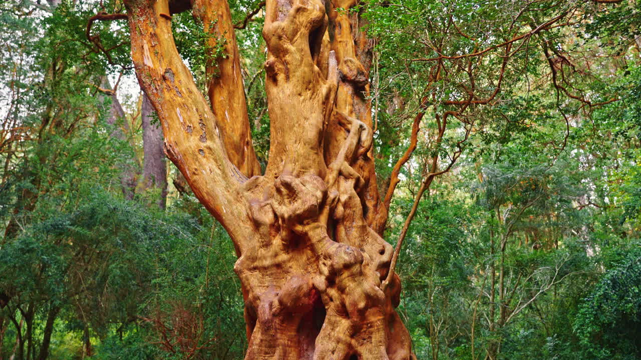 Maestoso albero di Arrayan con corteccia rossastra in una foresta.