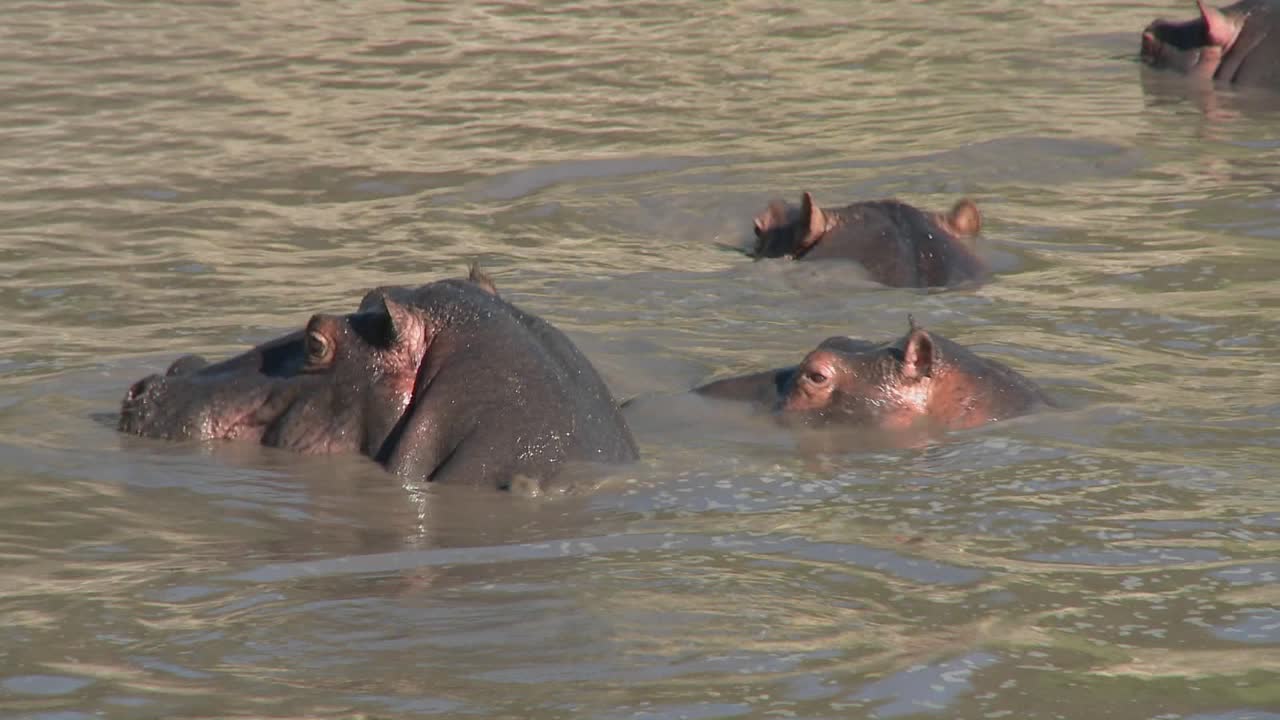 los hipopótamos juegan en el agua en un río africano