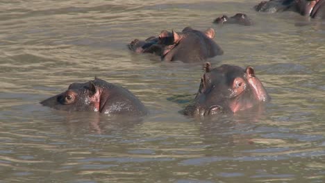 hippos play in the water in an african river