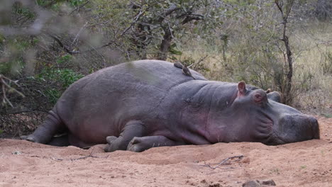 close-up of sleepy hippopotamus lying on the ground